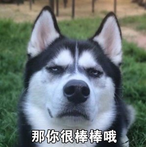 ​哈士奇表情包带字