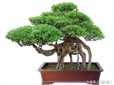 ​水蜡树干苍劲古雅，形态多姿，叶片色泽光亮，是很好的盆景材料