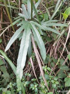 ​五指毛桃高效种植技术