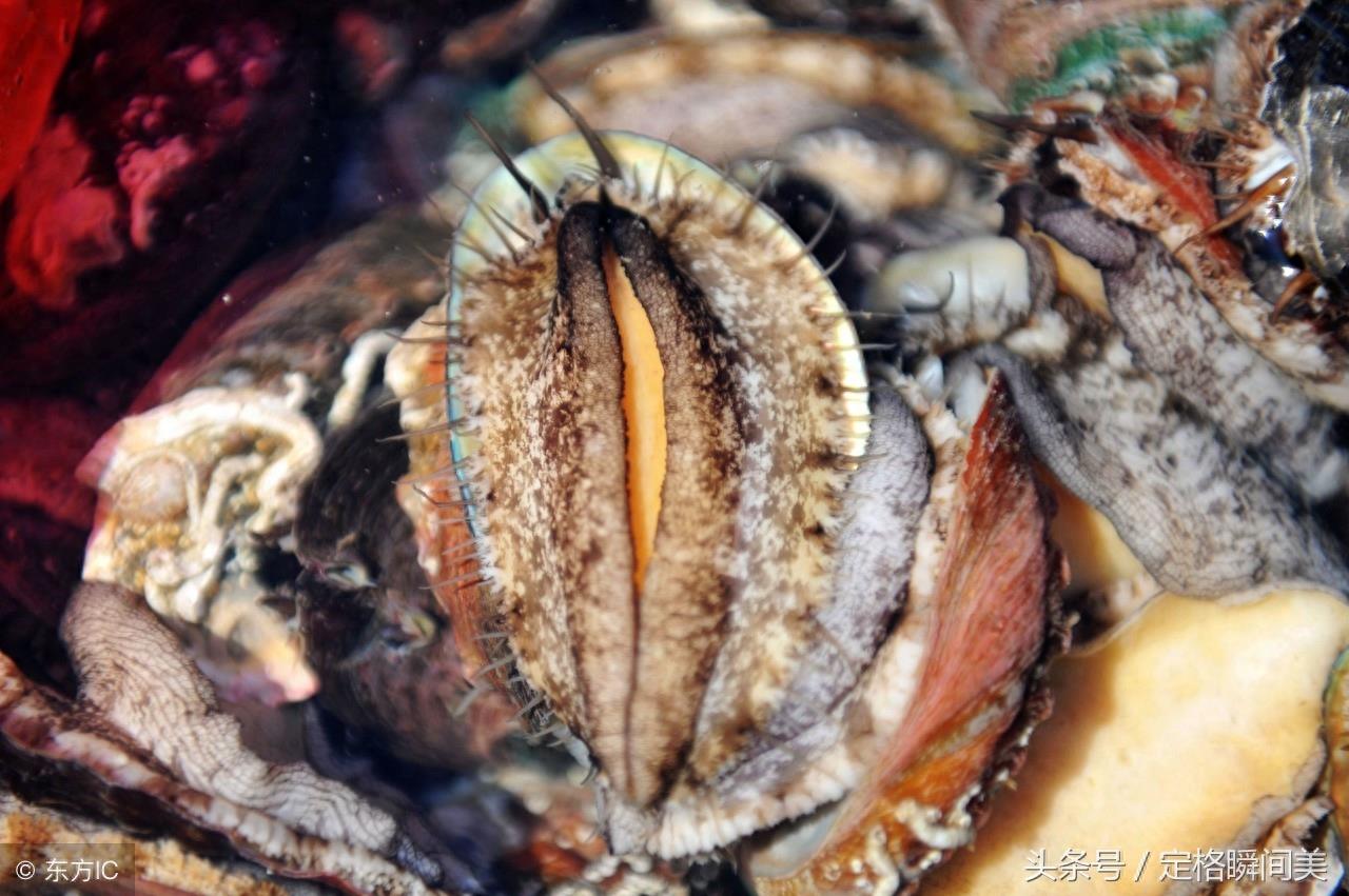 走进青岛最大的海鲜零售市场 琳琅满目的海鲜 让吃货们看了就嘴馋