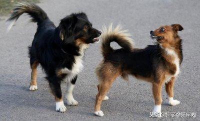 ​小知识：我的狗被另一只狗咬了一下，我该怎么办？