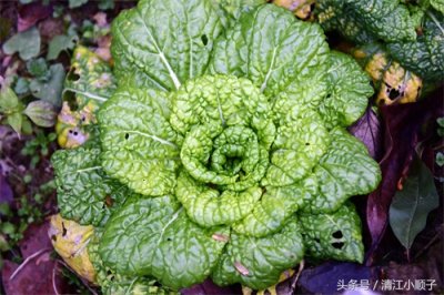 ​塔菜又称菊花菜，长得像朵花又降压开胃！