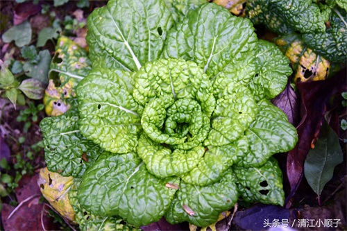 塔菜又称菊花菜，长得像朵花又降压开胃！