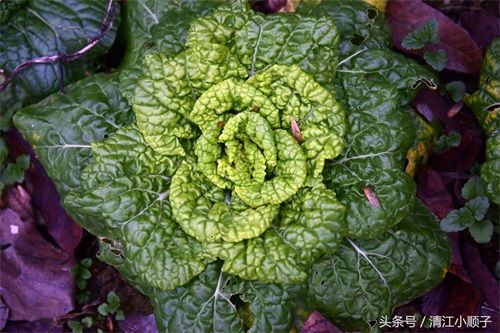 塔菜又称菊花菜，长得像朵花又降压开胃！