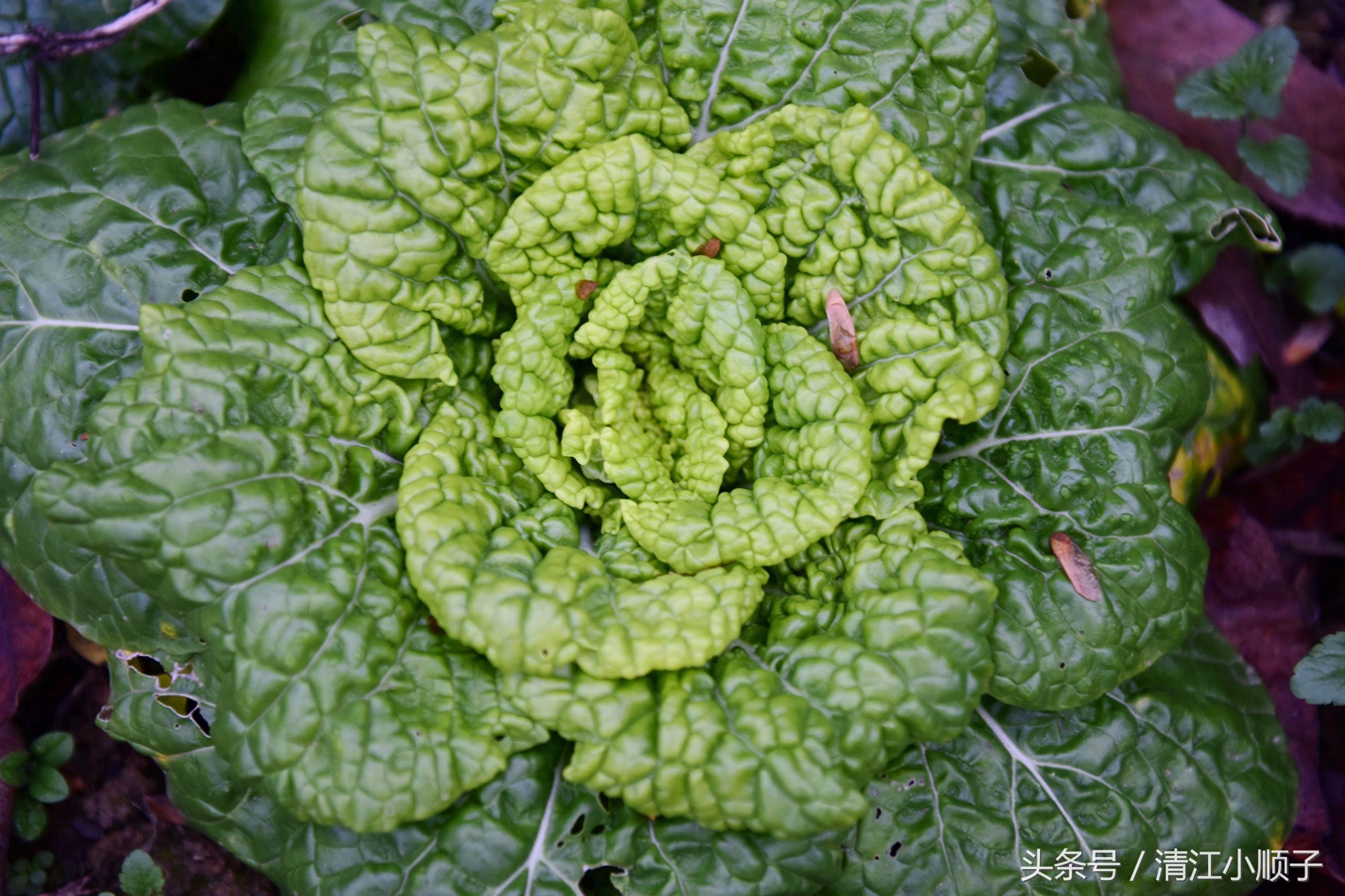 塔菜又称菊花菜，长得像朵花又降压开胃！