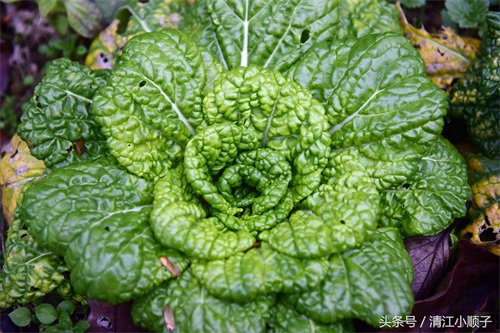 塔菜又称菊花菜，长得像朵花又降压开胃！