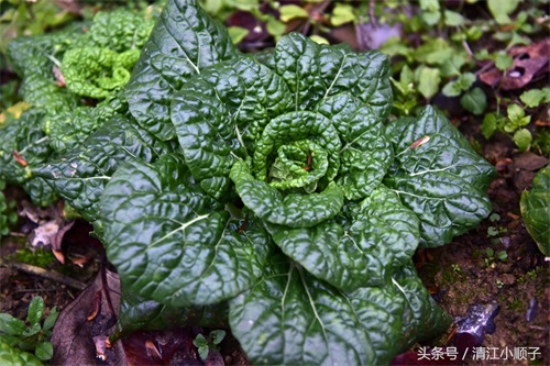 塔菜又称菊花菜，长得像朵花又降压开胃！
