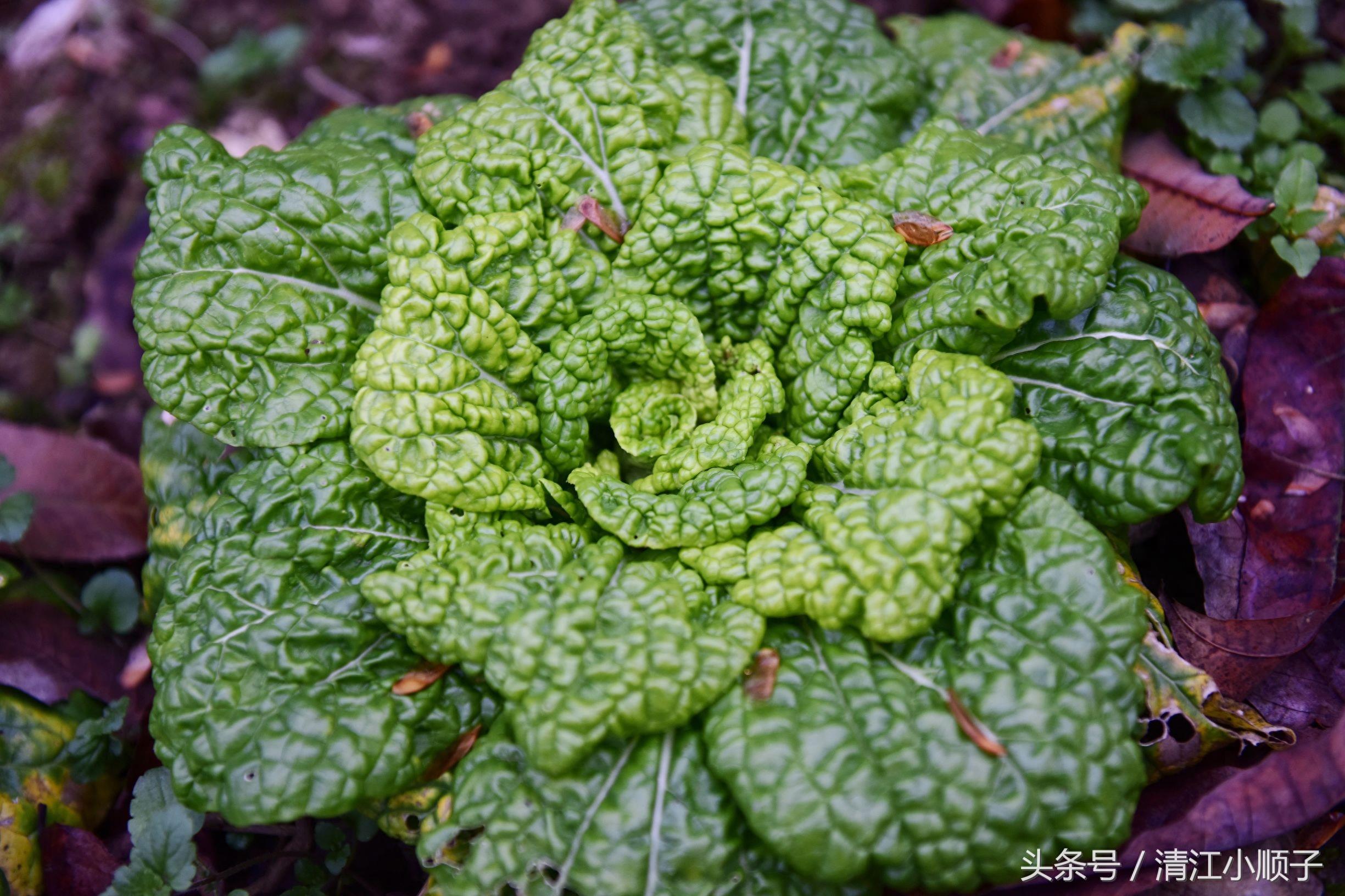 塔菜又称菊花菜，长得像朵花又降压开胃！