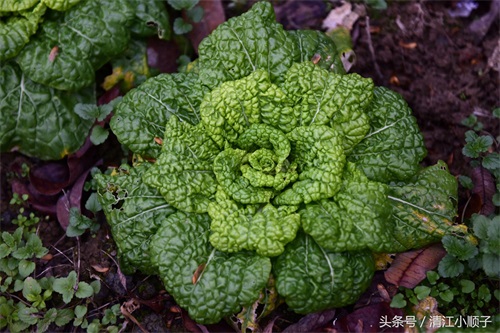 塔菜又称菊花菜，长得像朵花又降压开胃！