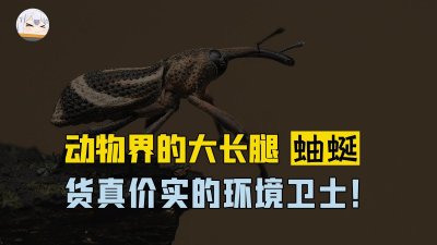 ​动物界大长腿蚰蜒，拥有三十条步足！是货真价实的环境卫士