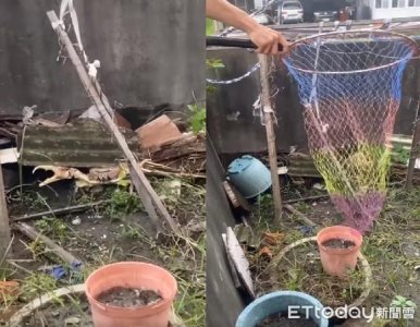 ​废弃鱼塭捞出比手大陆蟹　她兴奋想吃却被极力阻止