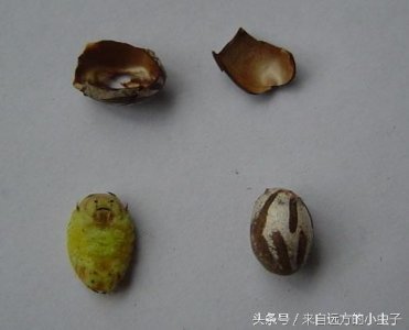 ​树枝上的美味虫子 洋辣子(洋辣罐)