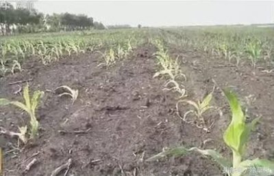 ​农资零售店主必备的8种除草剂药害解毒剂