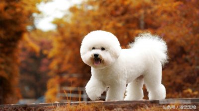 ​宠物大全之-比熊犬介绍