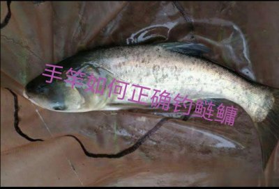​野钓笔记实战篇手竿如何正确垂钓鲢鳙
