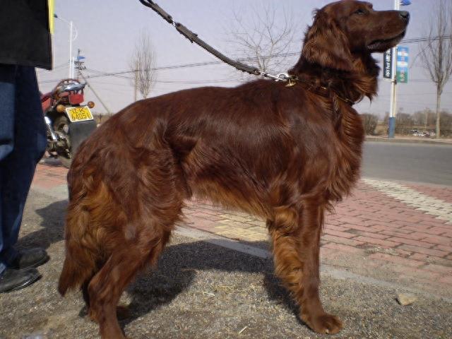 爱尔兰雪达犬的百科世界