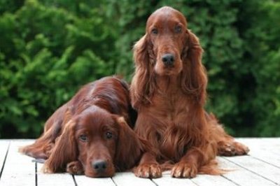 ​爱尔兰雪达犬的百科世