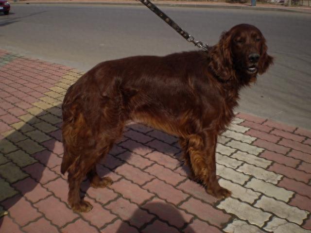 爱尔兰雪达犬的百科世界