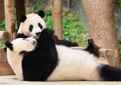 ​多只旅外大熊猫近日回国，在他乡作客的近60只“滚滚”们还好吗？