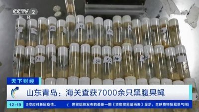 ​衣服变昆虫？海关查获的果蝇危害有多大，我们又该如何预防？