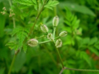 ​中草药窃衣