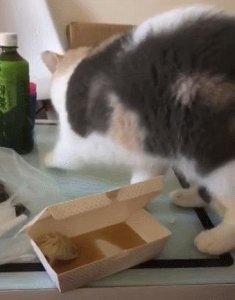 ​三花猫一般是什么品种（三花猫是什么品种）