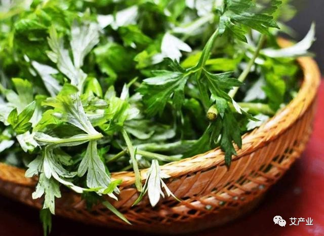 艾草图片艾草的种类（图文讲解5种艾草的种类）