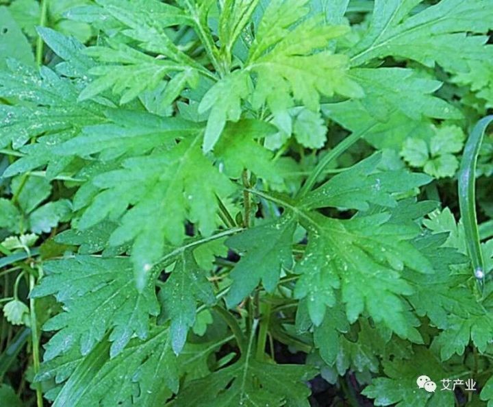 艾草图片艾草的种类（图文讲解5种艾草的种类）