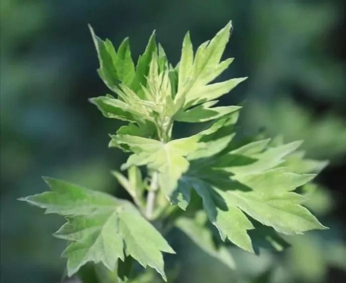 艾草图片艾草的种类（图文讲解5种艾草的种类）