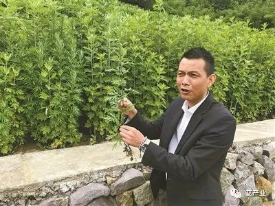 艾草图片艾草的种类（图文讲解5种艾草的种类）