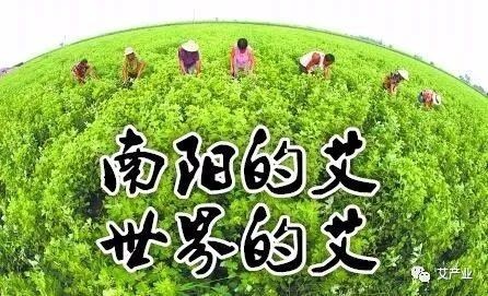 艾草图片艾草的种类（图文讲解5种艾草的种类）