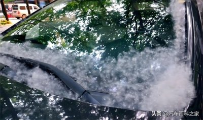 ​在柳絮很多的地方用车有什么危害？这几点不得不防