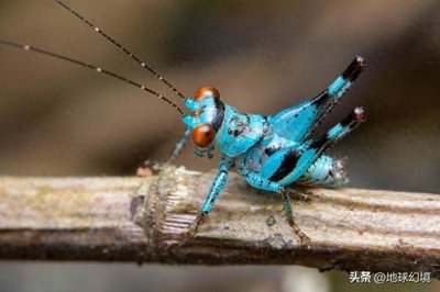 ​17张奇趣生物照：半蛞蝓介于蛞蝓与蜗牛之间，蝶角蛉幼虫长相科幻