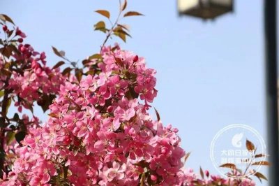 ​大同古城墙下的海棠花开了