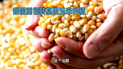 ​转基因玉米大量推广种植？对人会有影响吗？