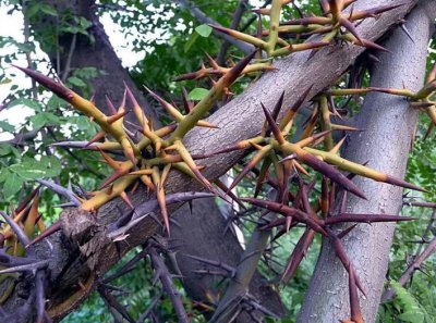 ​皂角刺被称“天丁”，曾卖200元1公斤，现在却卖不动，啥原因？