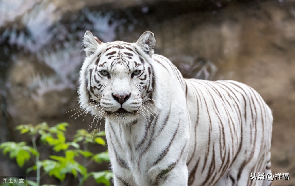 孟加拉虎Bengal Tiger