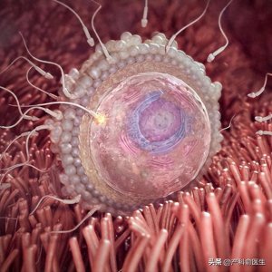 ​1-40周胎儿生长发育图解，太逼真了