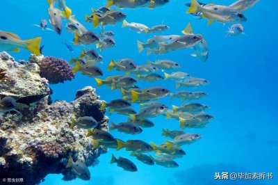 ​《海底两万里》采珠场遇难 《海底两万里》采珠场时间