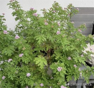 ​公认“最厉害”的驱蚊盆栽，室内一放，蚊子跑光，好看养人