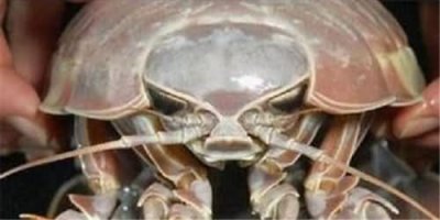 ​古老生物巨型木虱图片比人的手掌还要大