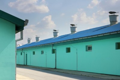 ​想养猪，猪圈怎么建才好？