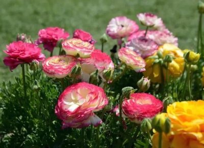 ​此花比月季还美，比牡丹好养，花色鲜艳开得久，适合新手