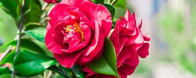 ​山茶花为什么会变色 山茶花为什么会变色的原因