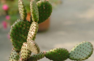 ​仙人掌的寓意和象征意义（仙人掌代表的花语传说）