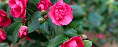 ​茶花可以泡水喝吗 胎菊和贡菊杭白菊的功效区别