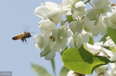 ​槐花的功效与作用（止血凉血 维护血管健康）