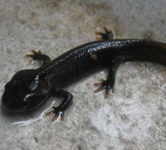 ​娃娃鱼是几级保护动物（吃了娃娃鱼犯法吗）