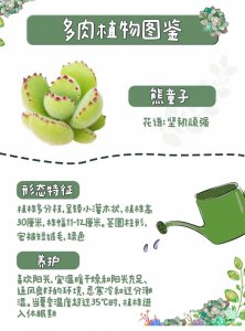 ​每天认识一种多肉篇之-熊童子