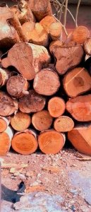 ​香樟木属于什么档次？香樟木的香味对人体有害吗？